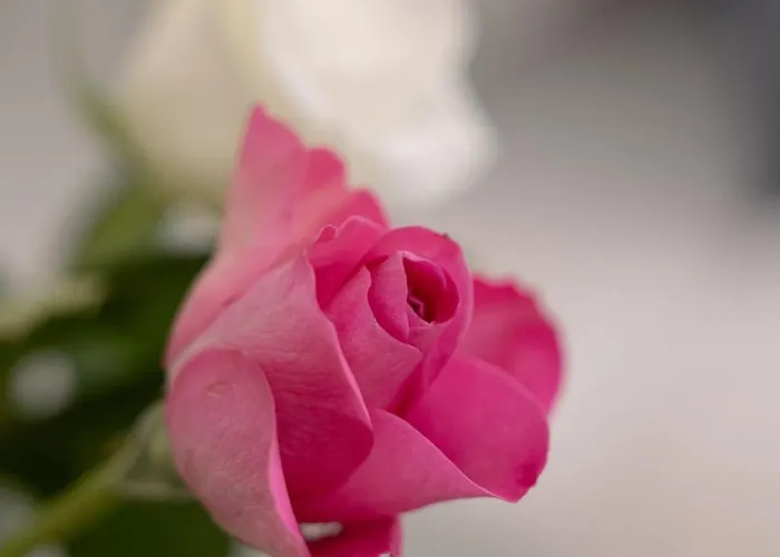 Family Nr 1 - J26 Luxury Apartment, Jauniela 26 Old - Great Location - 2 Bedrooms - 85 M2 Dzīvoklis *